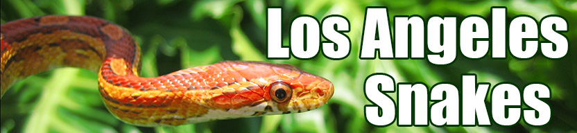 Los Angeles snake